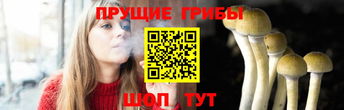 Галлюциногенные грибы Psilocybe  Вход с VPN  Шали 